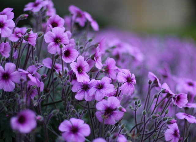 Purple flower field macro blurry #3 free wallpaper - medium preview image