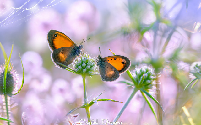 Butterflies flower dew macro blurry free wallpaper - medium preview image