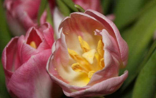 Pink white flower green leaves #2 free wallpaper - medium preview image
