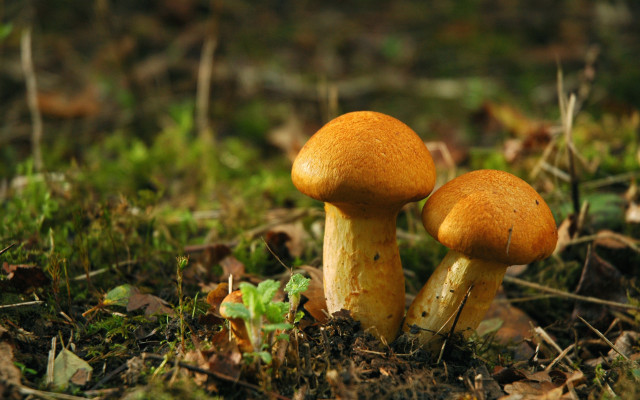 Mushrooms grass leaves orange synthetism free wallpaper - medium preview image