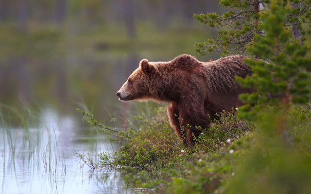 Brown bear lake forest jigsaw free wallpaper - medium preview image