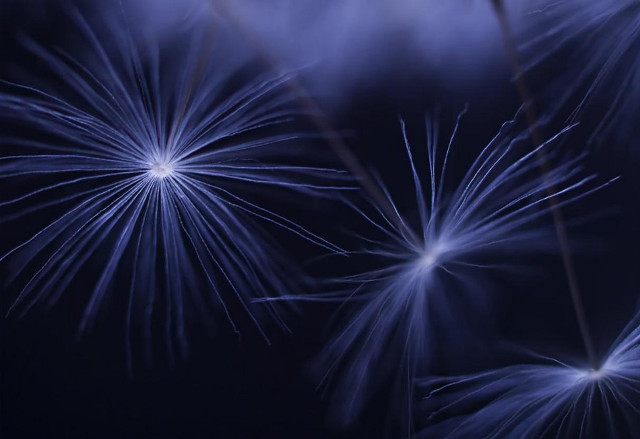 Blue fireworks closeup black background free wallpaper - medium preview image