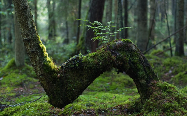 Moss covered tree fern forest free wallpaper - medium preview image