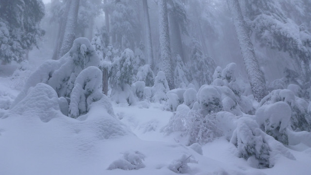 Snow covered forest mountains blue free wallpaper - medium preview image