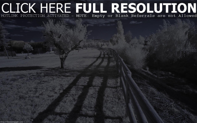 Black white photo field trees free wallpaper - medium preview image