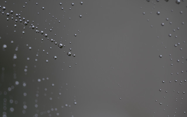 Spider web water drops night #2 free wallpaper - medium preview image