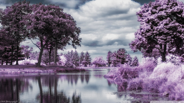 Lake trees grass purple hued free wallpaper - medium preview image