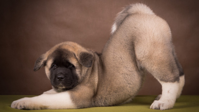 Puppy green surface arabesque jigsaw free wallpaper - medium preview image
