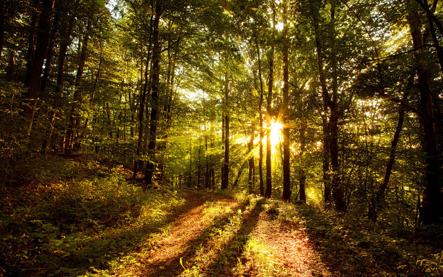 Forest dirtroad sunlight trees cityscape free wallpaper - medium preview image