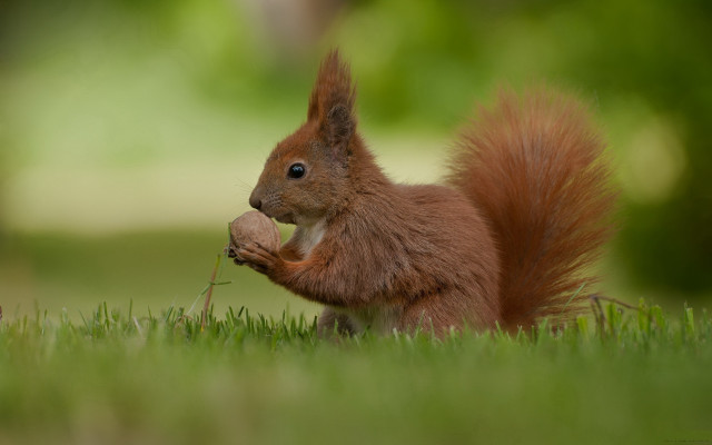 Squirrel eating nut grassy background free wallpaper - medium preview image