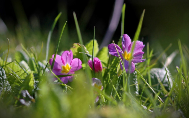 Purple flower green field shallow free wallpaper - medium preview image