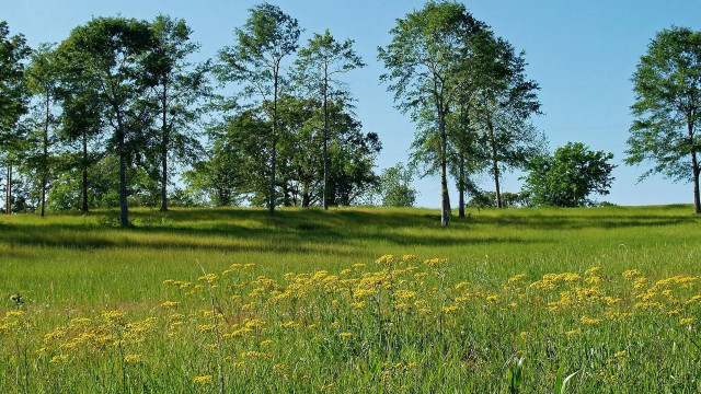 Field trees grass blue sky #2 free wallpaper - medium preview image