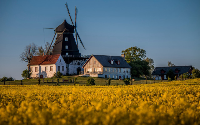 Windmill field yellow flowers house free wallpaper - medium preview image