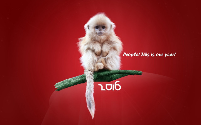 Monkey owl rooster feathers red free wallpaper - medium preview image