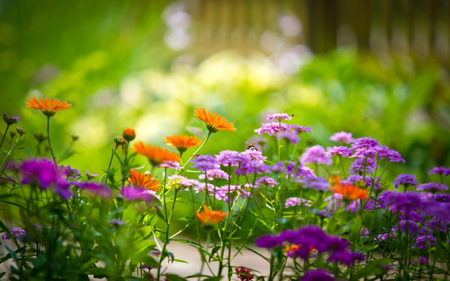 Flower field summer vibrancy bokeh free wallpaper - medium preview image