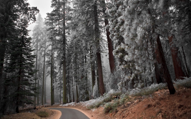 Forest road winter snow bare free wallpaper - medium preview image