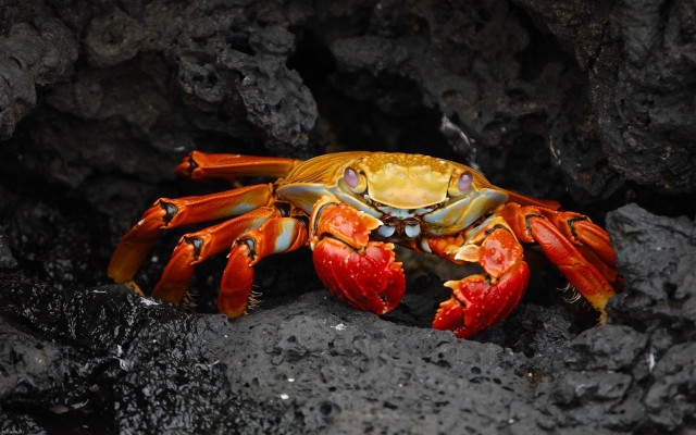 Yellow crab red legs rock free wallpaper - medium preview image