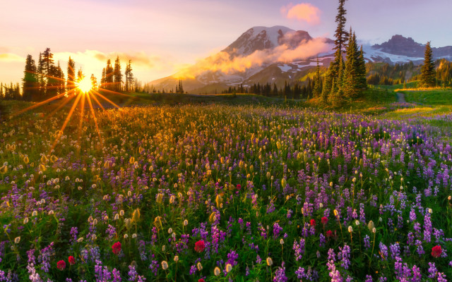 Wildflower field sunset mountain cloudy free wallpaper - medium preview image
