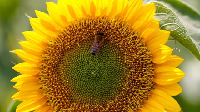 Bee sunflower green background summer free wallpaper - medium preview image