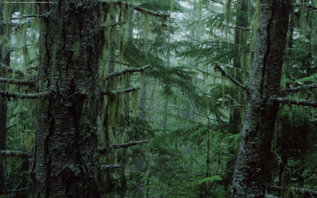 Mossy forest trees nature path free wallpaper - medium preview image