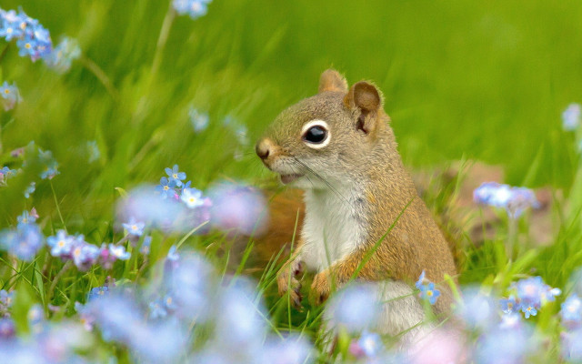 Squirrel blueflowers grass impressionist nature free wallpaper - medium preview image