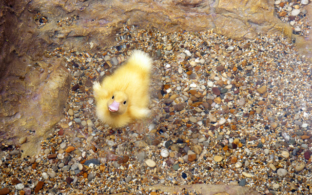 Duckling rocks beach autumn fire free wallpaper - medium preview image