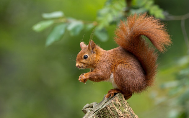 Red squirrel on stump eating free wallpaper - medium preview image