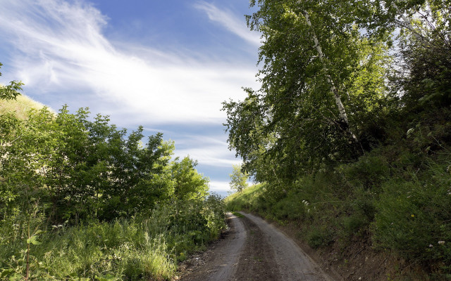 Dirt road trees sunny day free wallpaper - medium preview image