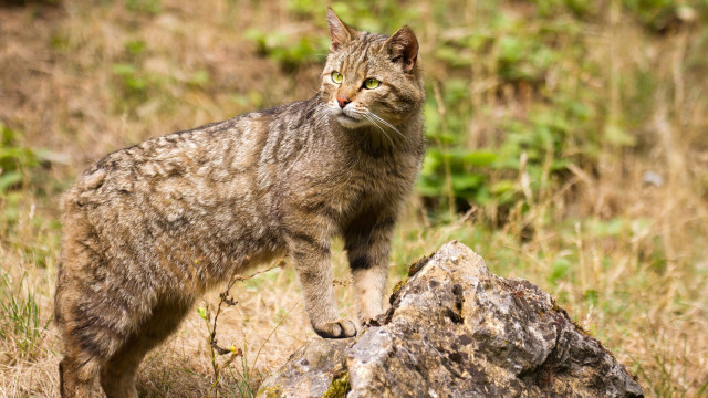 Cat rock field weeds stare free wallpaper - medium preview image
