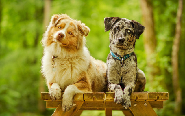Dogs bench woods brown white free wallpaper - medium preview image