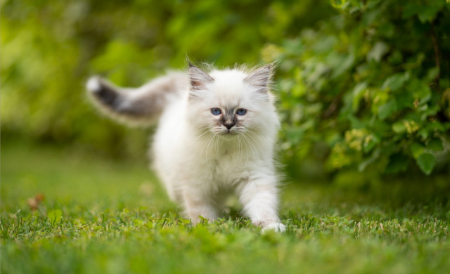 White kitten green field blue free wallpaper - medium preview image