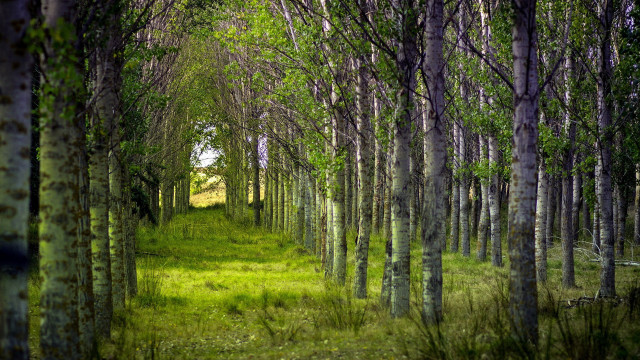 Forest path green bench building free wallpaper - medium preview image