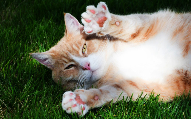 Cat laying grass paws head free wallpaper - medium preview image