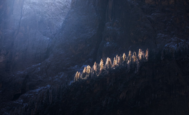 Mountain trees snow light foggy free wallpaper - medium preview image