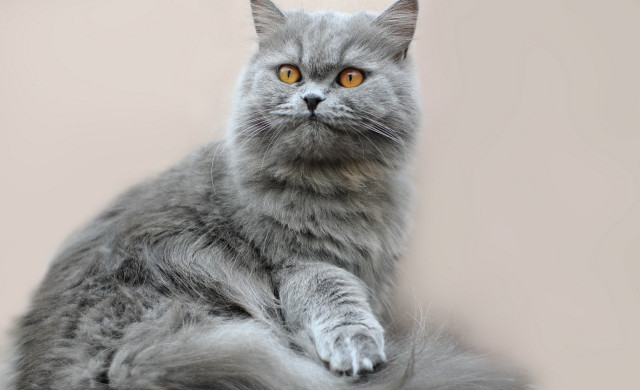 Gray cat yellow eyes serious #2 free wallpaper - medium preview image
