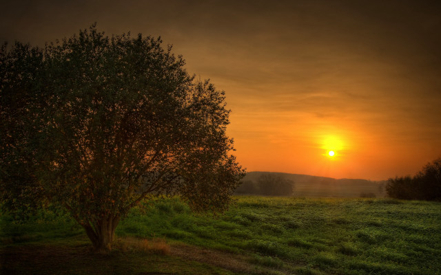 Tree sunset city mountain ocean free wallpaper - medium preview image