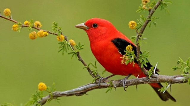 Red bird branch yellow flowers free wallpaper - medium preview image