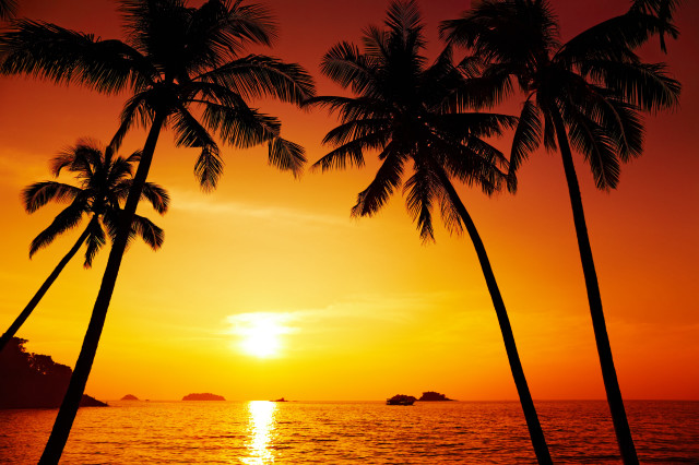 Sunset palm trees boat water #4 free wallpaper - medium preview image