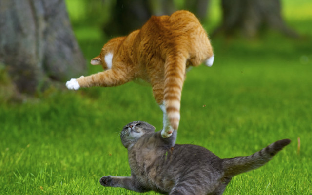 Cat jumping action blurry nature #2 free wallpaper - medium preview image