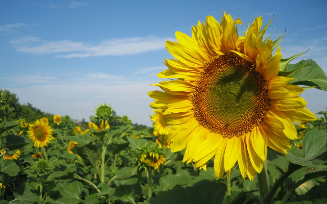 Sunflower field blue sky clouds #7 free wallpaper - medium preview image
