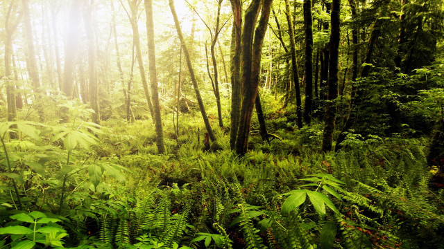 Lush green forest sunlight nature free wallpaper - medium preview image