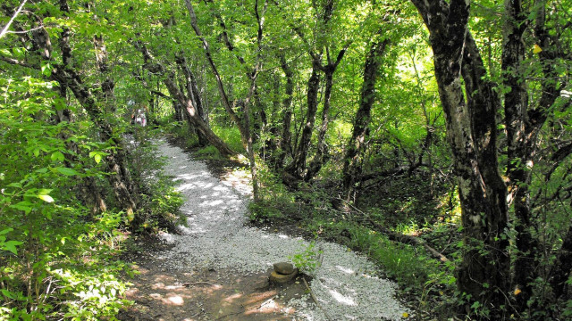 Forest path rock trees sunlight free wallpaper - medium preview image