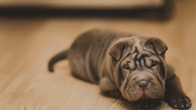 Puppy sad laying blurry depth free wallpaper - medium preview image