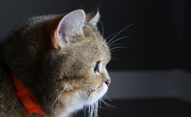 Cat collar window outside macro free wallpaper - medium preview image