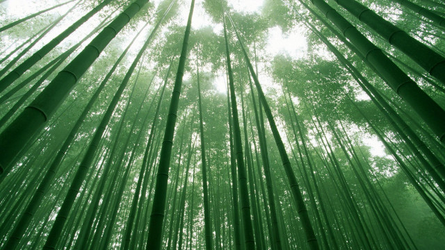Bamboo tall tree sunlight forest free wallpaper - medium preview image
