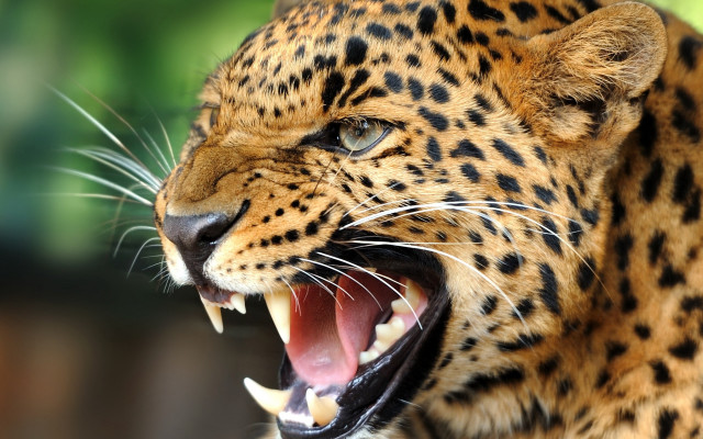 Leopard open mouth teeth blurry free wallpaper - medium preview image