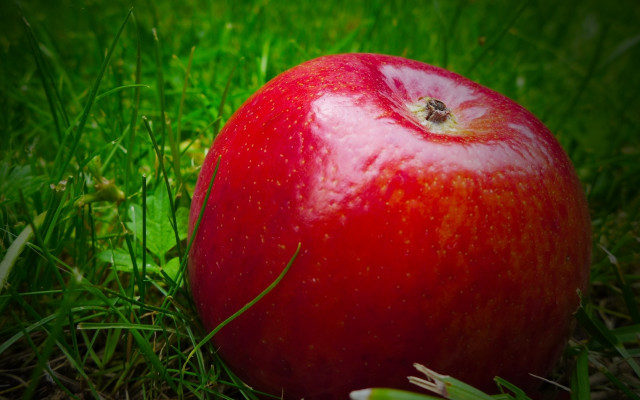 Red apple bite grass night free wallpaper - medium preview image