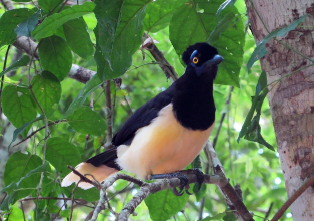 Domirinic fegallia bird perched forest free wallpaper - medium preview image