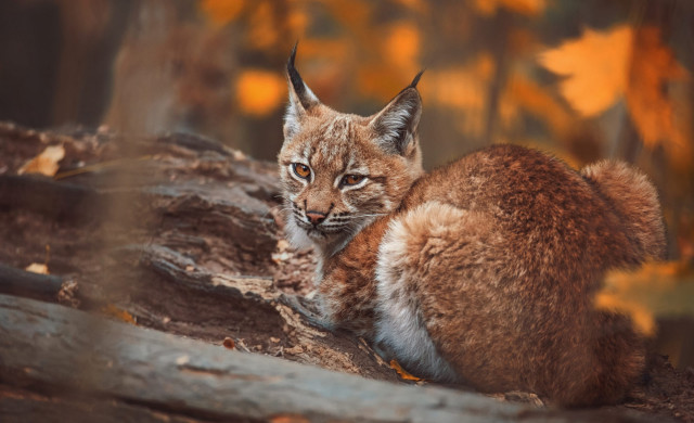 Small cat tree stump woods free wallpaper - medium preview image