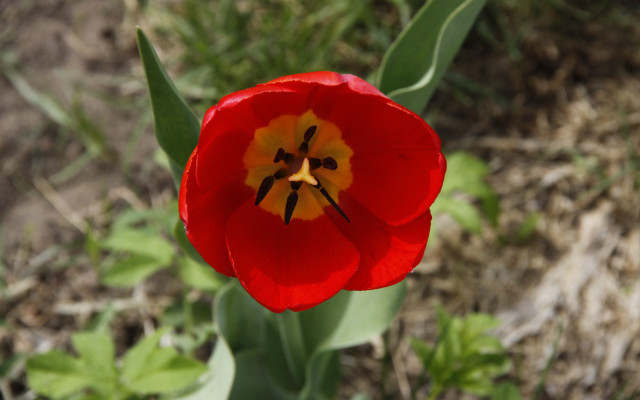 Red flower yellow center macro #2 free wallpaper - medium preview image